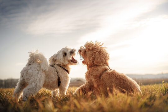 Zwei raufende Hunde (Malteser & Labradoodle)