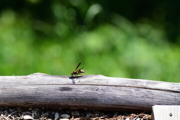 キボシアシナガバチ（埼玉県/5月）