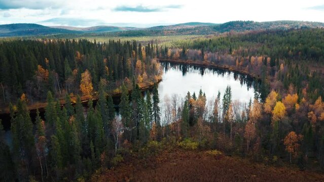Aerial view of the forest and river in Kola Peninsula in Russia. Flight over the river of Lotta in arctic area during autumn sunny day