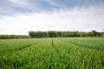 A neat field of wheat