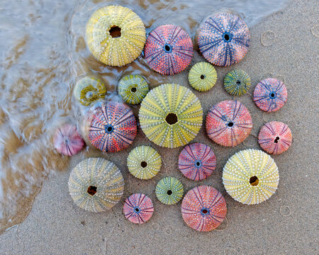 Various colorful sea urchin shells and a light ripple of the sea water on a sand beach. Top view closeup.