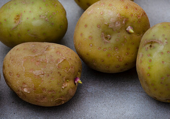 small potatoes going green and sprouting as result of incorrect storing