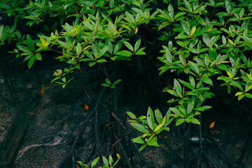 Mangrove trees in mangrove forests with twig roots grow in water during low tide