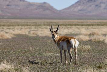 Naklejka premium Pronghorn Antelope Buck in Utah