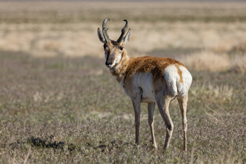 Naklejka na ściany i meble Pronghorn Antelope Buck in Utah