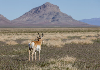 Pronghorn Antelope Buck in Utah