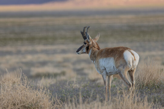 Pronghorn Antelope Buck in Utah