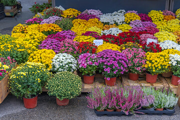 Flowers Market Autumn Season