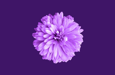 Top veiw, brigness single chrysanthemums flower purple color blossom blooming  isolated on dark blue violet background for stock photo or illustration, summer plants