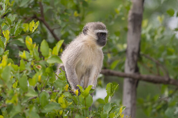 Vervet monkey - Chlorocebus pygerythrus - sitting on tree and watching. Photo from Kruger National...