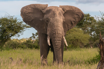 Fototapeta na wymiar Brown African bush elephant - Loxodonta africana also known as African savanna elephant standing with outstretched ears in green vegetation and sky on background. Photo from Kruger National Park