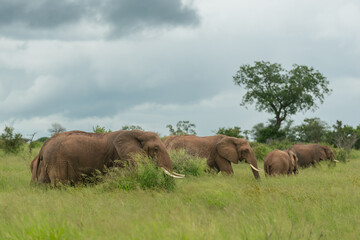 Fototapeta na wymiar Herd of african bush elephants - Loxodonta africana - also known as African savanna elephants grazing in high grass under cloudy sky. Photo from Kruger National Park in South Africa.