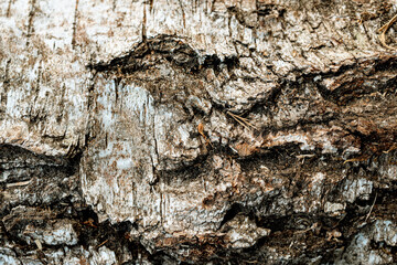 textured birch tree cut