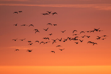 Silhouettes of birds flying in the red sky after sunset - 505715279
