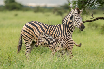 Plains zebras - Equus quagga - mother and foal on green savanna in Kruger National Park in South...