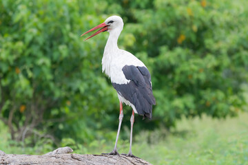 White stork - Ciconia ciconia - on winter vacation in Kruger National Park in South Africa.