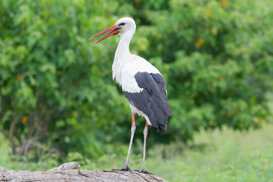 White Stork - Ciconia Ciconia - On Winter Vacation In Kruger National Park In South Africa.