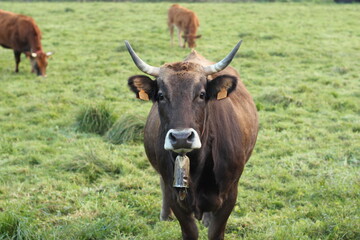 Naklejka na ściany i meble Vacas en el campo de Asturias (España)
