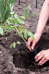 woman is planting tomato seedlings in the ground.