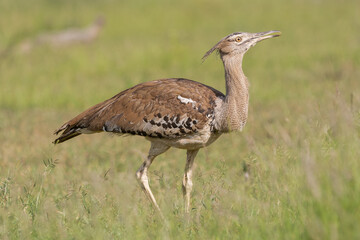 Kori bustard  - Ardeotis kori - on savanna with  green grass in background. Photo from Kruger National Park in South Africa.