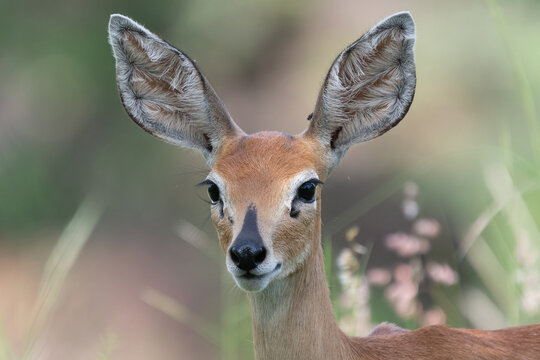 Portrait of cute steenbok - Raphicerus campestris - with vegetation in background. Photo from Kruger National Park in South Africa.