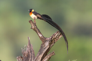 Long-tailed paradise whydah - Vidua paradisaea - male in breeding plumage perched with dark green...