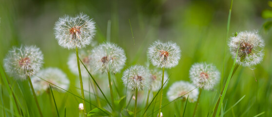 closeup white dandelion flowers in green grass, beautiful summer natural background