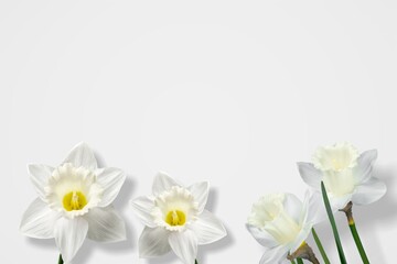 White flowers in a row on white paper. Easter and spring background