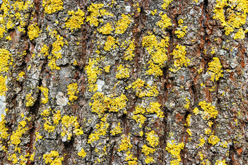 old wood ash bark texture background close up