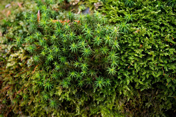 Moss. Ukrainian beech forest. Spring. Transcarpathia. Green colors. Nature