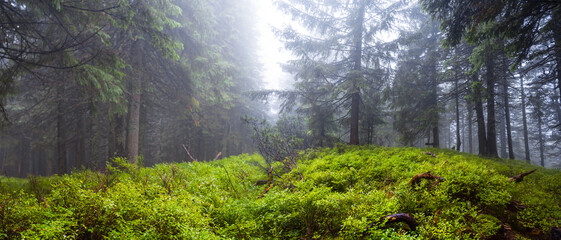 wet fir forest glade with moss in blue mist, summer forest landscape
