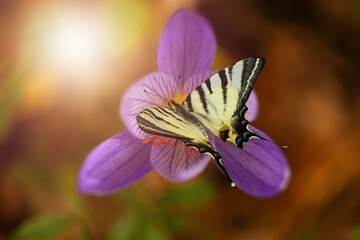 Meadow flower in sunny day with butterfly. Natural summer landscape.