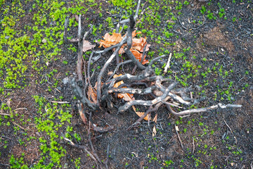 Countryside recovering from a forest fire