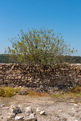 Fig tree growing among the ruins at Tel Megiddo National Park is an archaeological site. Also known as Armageddon.
