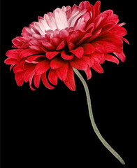 Red  chrysanthemum flower  on   black isolated background with clipping path. Closeup. Flower on a...