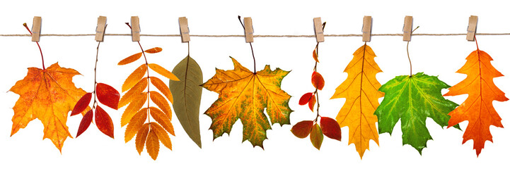 collection of colorful fallen autumn leaves on white background isolate, autumn leaves banner