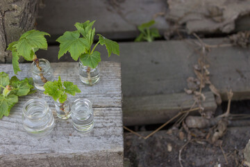 spring branch in a vase. Young green leaves on a currant branch. Branch with young leaves, young shoot. Creative photo spring time
