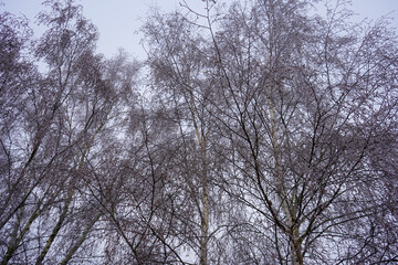 Close up of frozen trees and branches in winter 