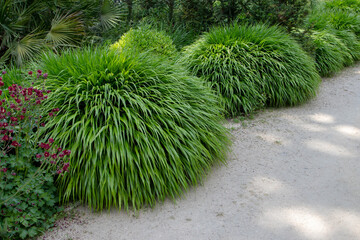 Hakonechloa macra or japanese forest grass ornamental plant with cascading mounds of lush green...