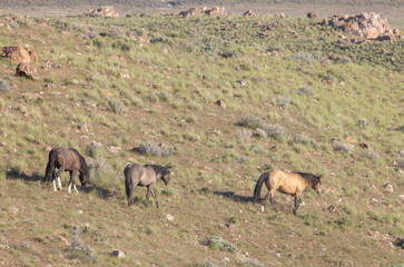 Wild Horses in the Utah Desert in Springtime