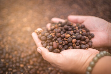  Farmer holding dried coffee bean, roasted coffee bean in the background, selective focus