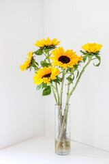 Bright yellow healthy sunflowers (Helianthus) blooming in a cylindrical glass vase displayed on the corner of a white table against white wall, adding warm colour and tones to home interior