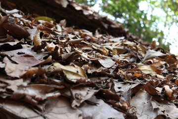 dry leaves falling on the ground