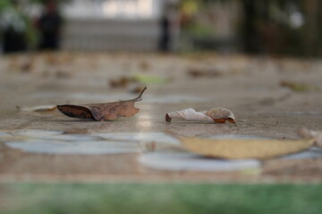 Obraz premium Dry leaves falling on the ground
