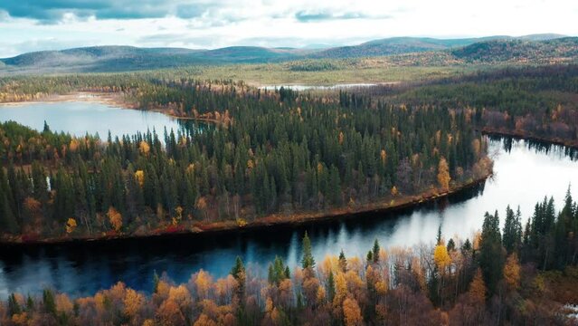 Aerial view of the forest and river in Kola Peninsula in Russia. Flight over the river of Lotta in arctic area during autumn sunny day