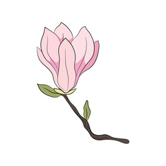 Magnolia flower simple colored bud. Botanical decor for cards and invitations