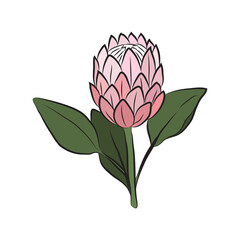 Protea flower is a simple colored bud. Botanical decor for cards and invitations