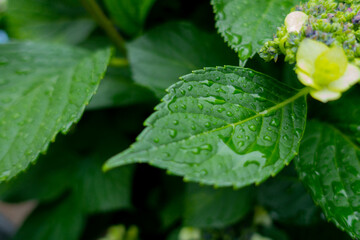 イングリッシュガーデン
