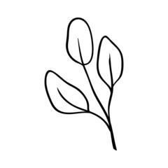 Herbs and plants. Drawing of a twig with 3 leaves. Botanical pattern for cards and invitations