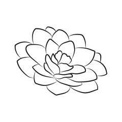 Camellia bud line art. Large Chinese rose flower, line drawing. Postcards and invitations botanical pattern